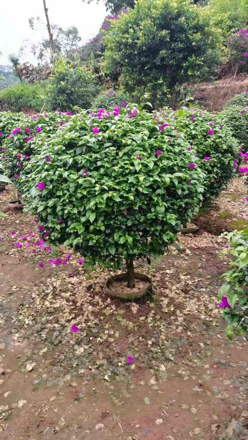 紫花勒杜鹃80～1米基地直发规格齐全品质优质