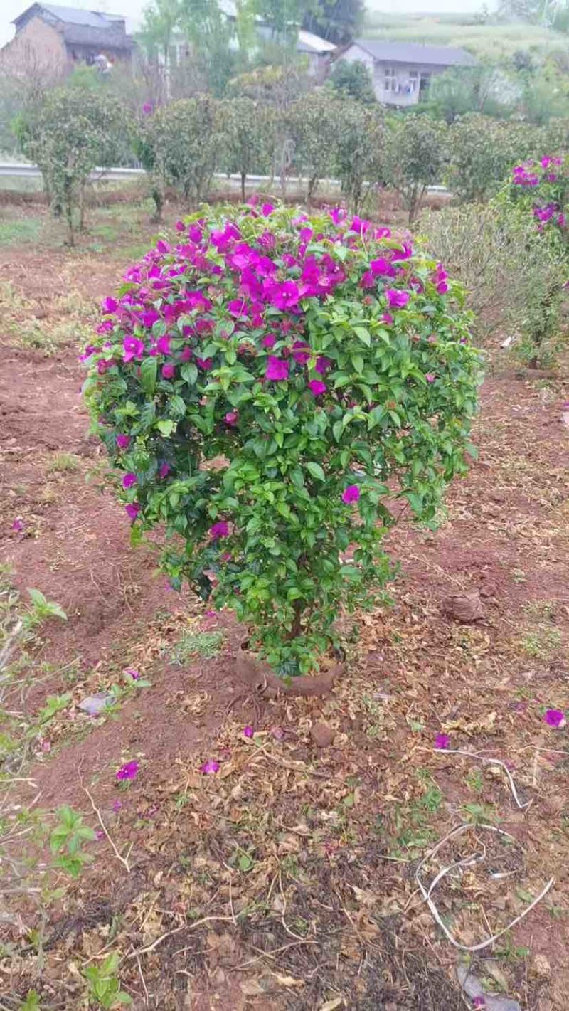 紫花勒杜鹃80～1米基地直发规格齐全品质优质