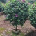 紫花勒杜鹃80～1米基地直发规格齐全品质优质