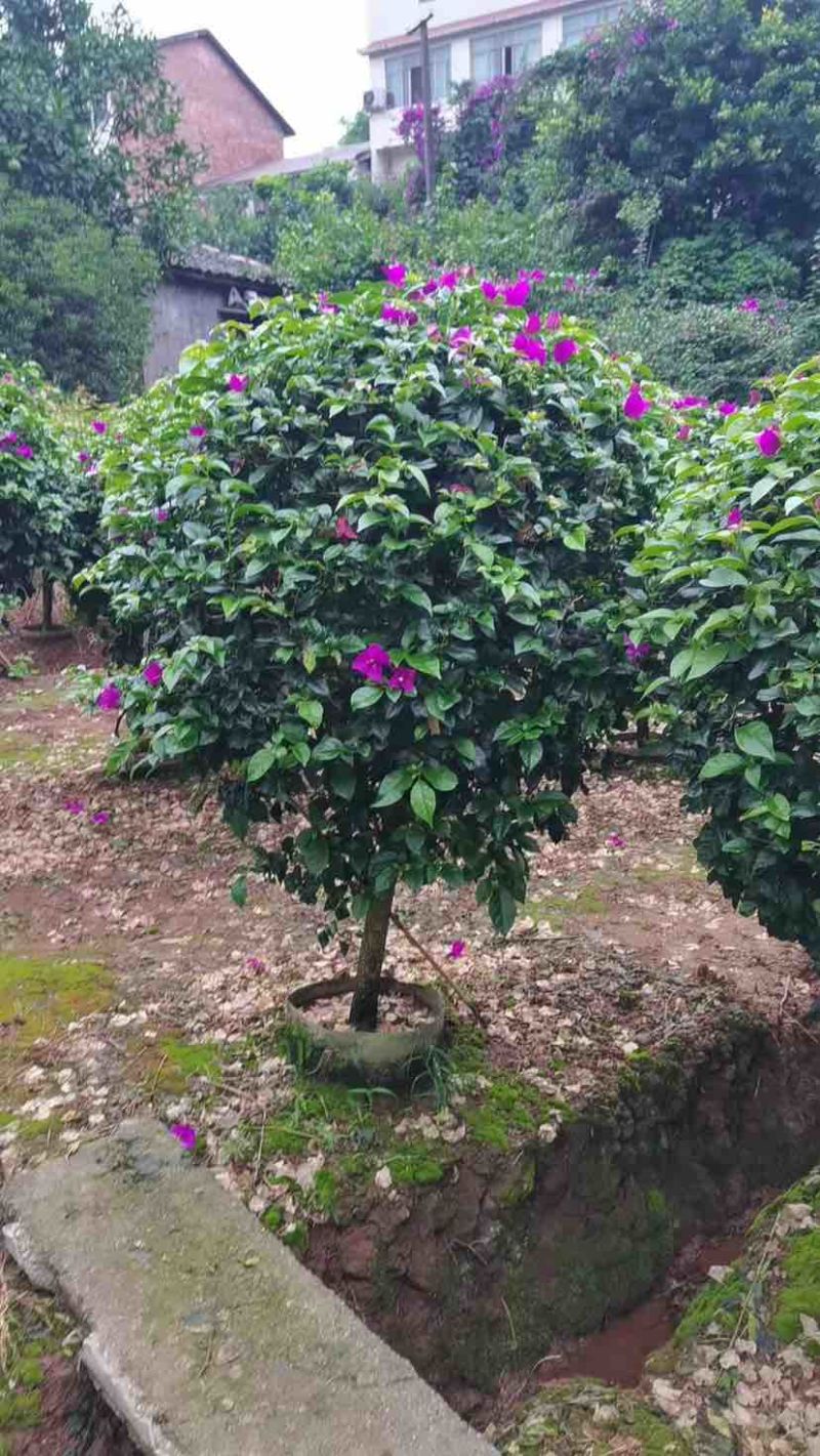 紫花勒杜鹃80～1米基地直发规格齐全品质优质