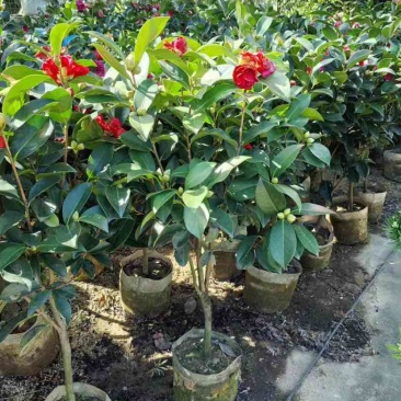 四季茶花80至1米基地直发大小规格齐全品质优质