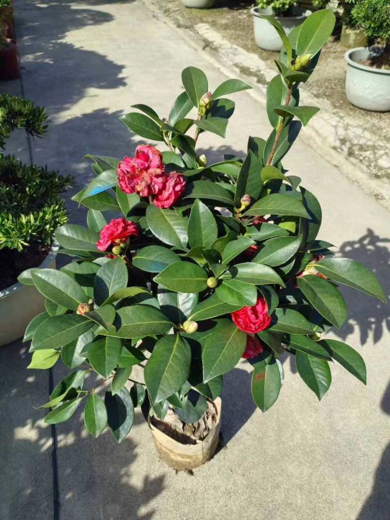 四季茶花80至1米基地直发大小规格齐全品质优质