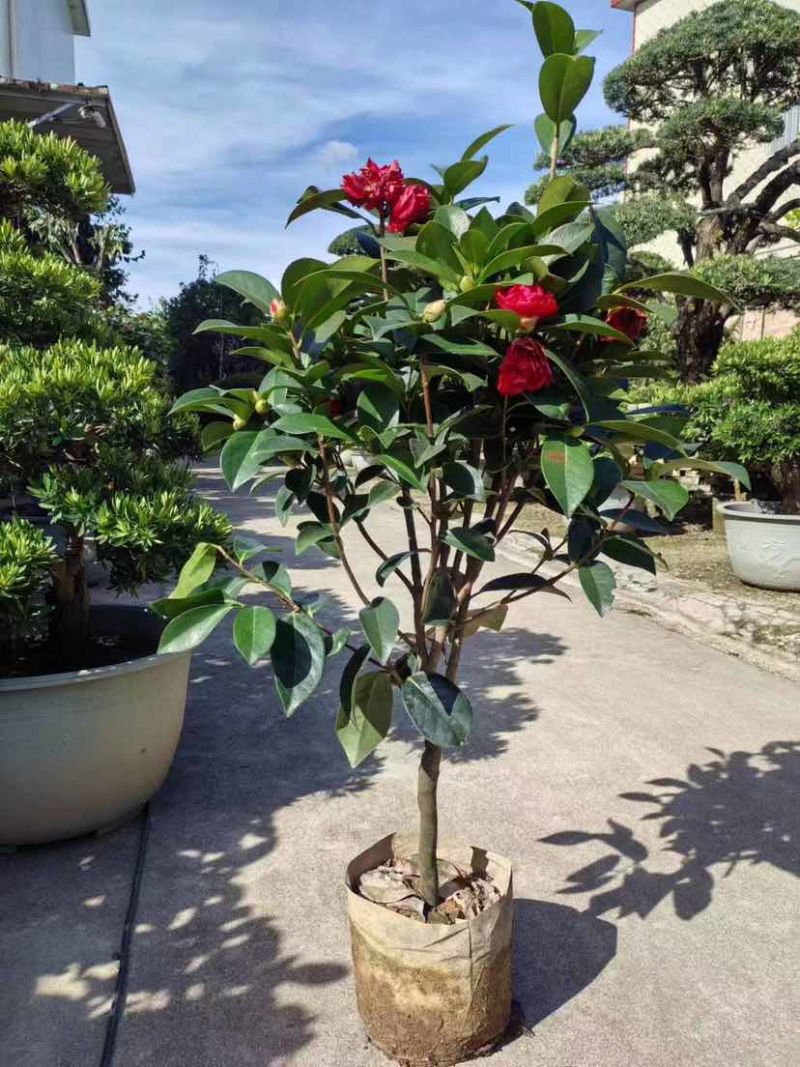 四季茶花80至1米基地直发大小规格齐全品质优质