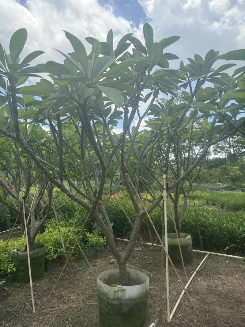 红花鸡蛋花5～10公分基地直发大小规格齐全品质优质