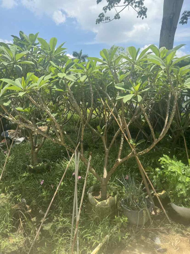 红花鸡蛋花5～10公分基地直发大小规格齐全品质优质