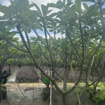 红花鸡蛋花5～10公分基地直发大小规格齐全品质优质