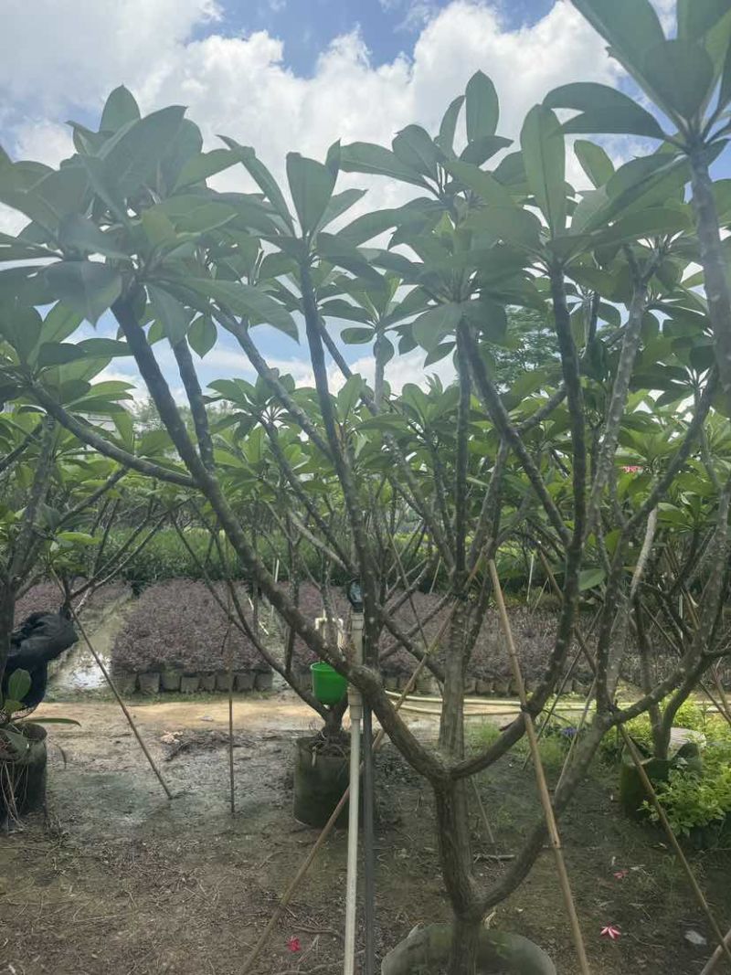 红花鸡蛋花5～10公分基地直发大小规格齐全品质优质