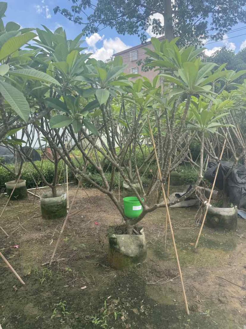 红花鸡蛋花5～10公分基地直发大小规格齐全品质优质