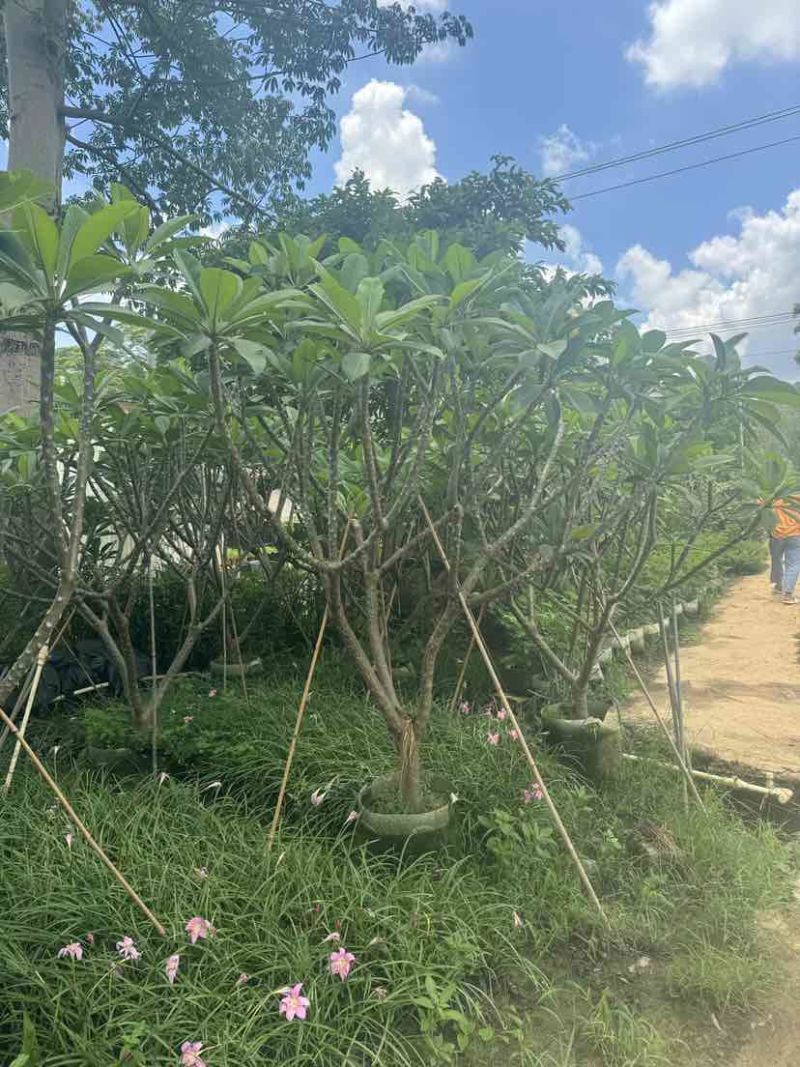 红花鸡蛋花5～10公分基地直发大小规格齐全品质优质