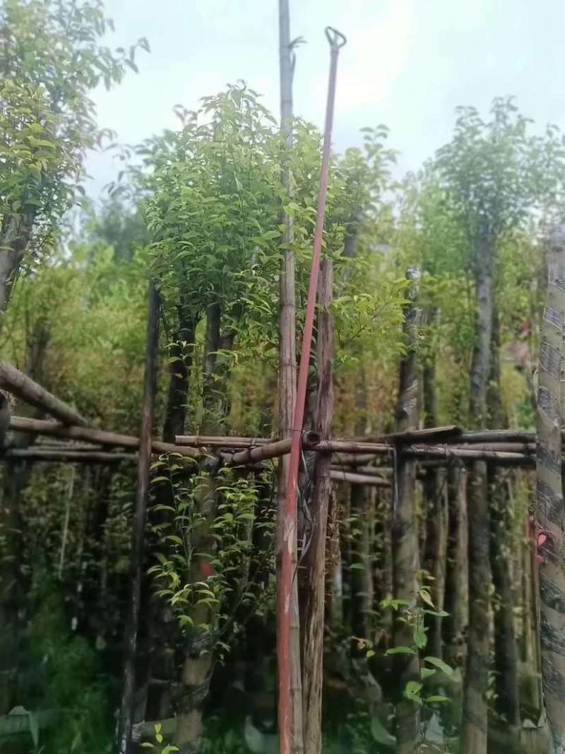 阴香树8～12公分基地直发大小规格齐全品质优质