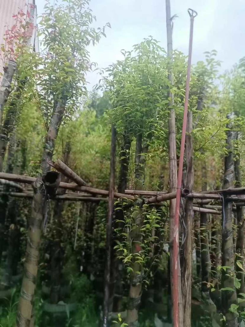 阴香树8～12公分基地直发大小规格齐全品质优质