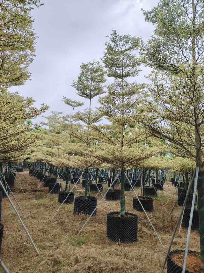 全冠锦叶榄仁树8～12公分基地直发大小规格齐全品质优质