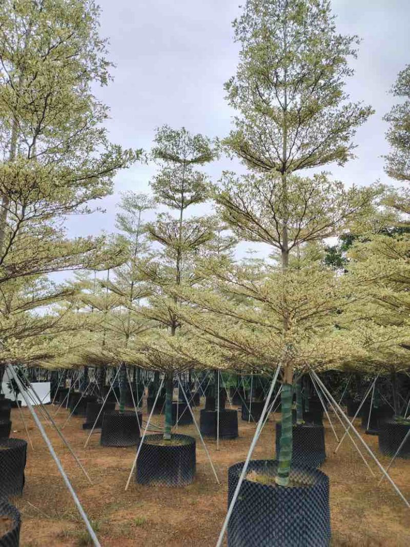全冠锦叶榄仁树8～12公分基地直发大小规格齐全品质优质