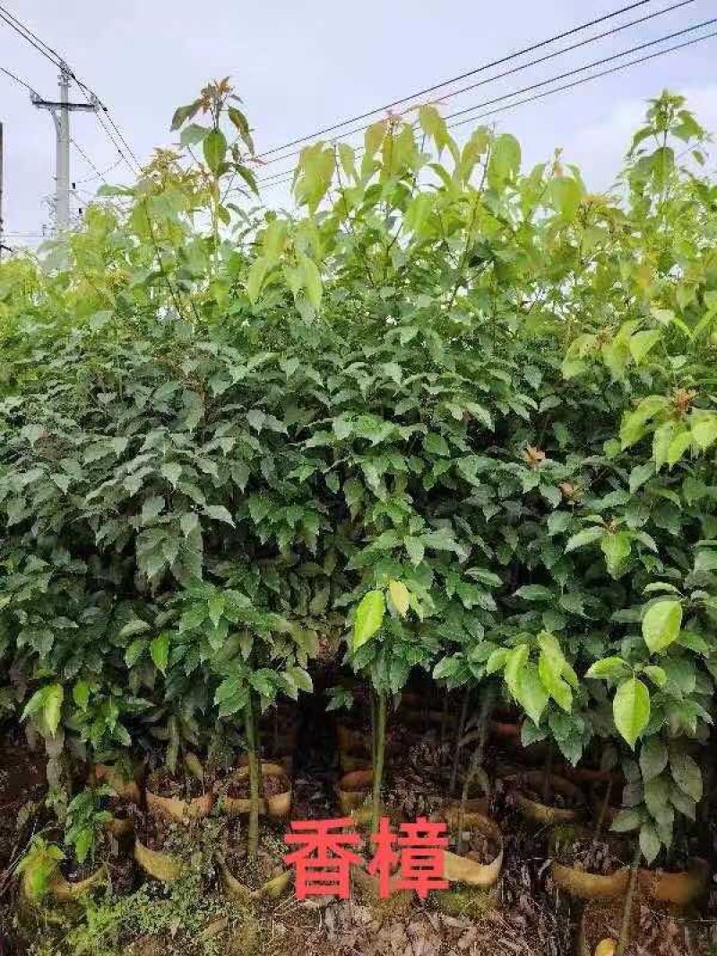 香樟1～3公分基地直发大小规格齐全品质优质