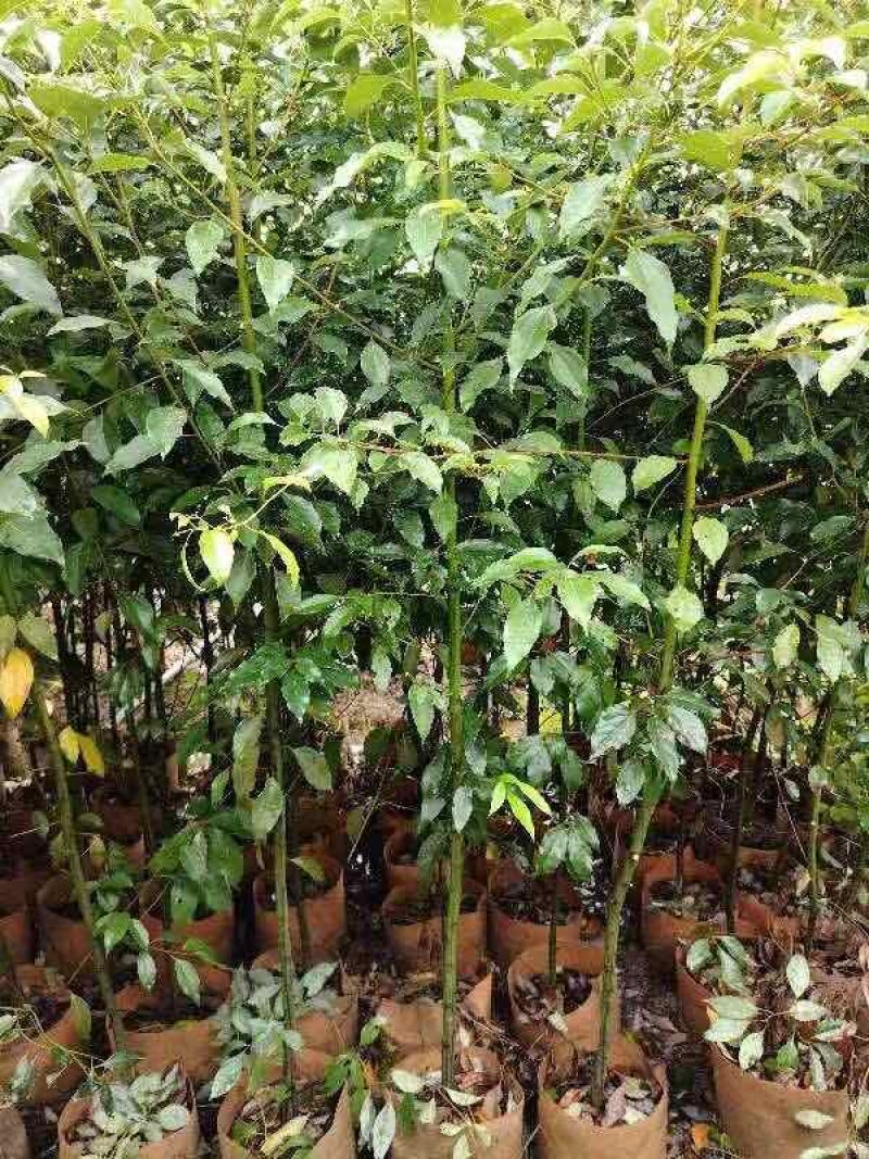 香樟1～3公分基地直发大小规格齐全品质优质