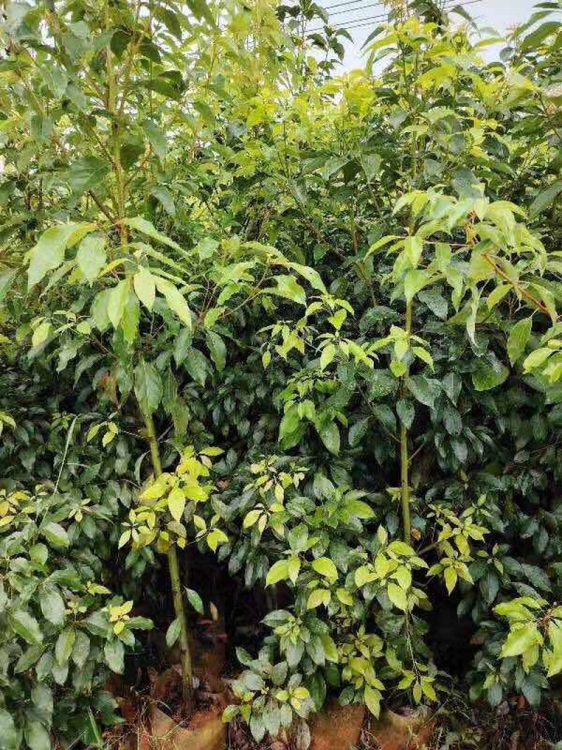 香樟1～3公分基地直发大小规格齐全品质优质