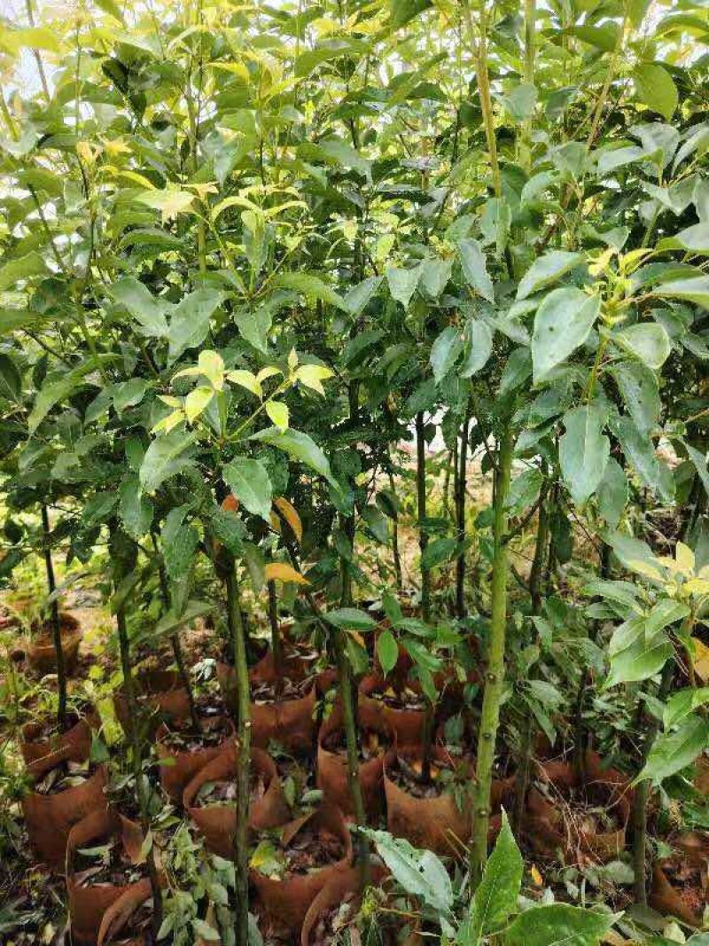 香樟1～3公分基地直发大小规格齐全品质优质