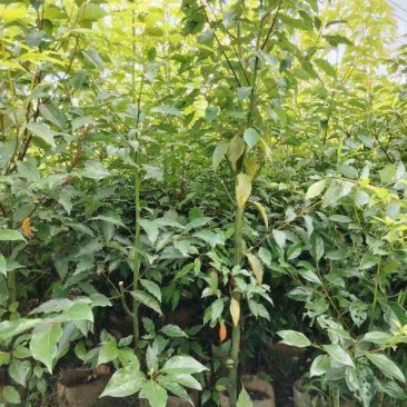 香樟1～3公分基地直发大小规格齐全品质优质