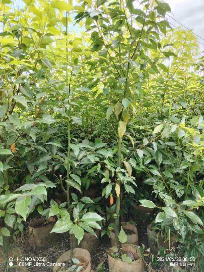 香樟1～3公分基地直发大小规格齐全品质优质