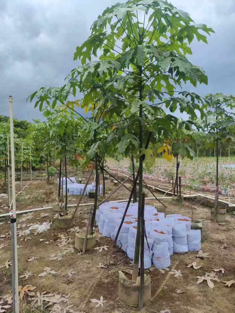 澳洲火焰木1～3公分基地直发大小规格齐全品质优质