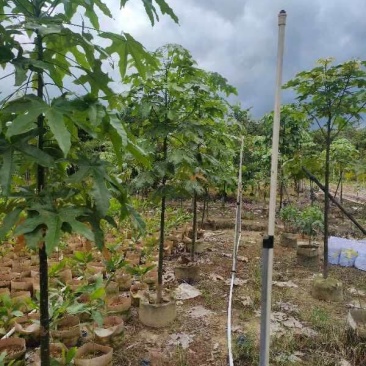 澳洲火焰木1～3公分基地直发大小规格齐全品质优质