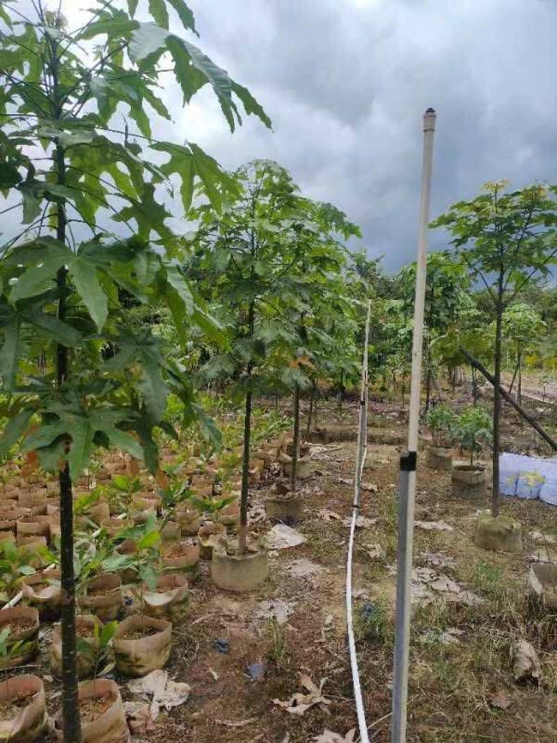 澳洲火焰木1～3公分基地直发大小规格齐全品质优质