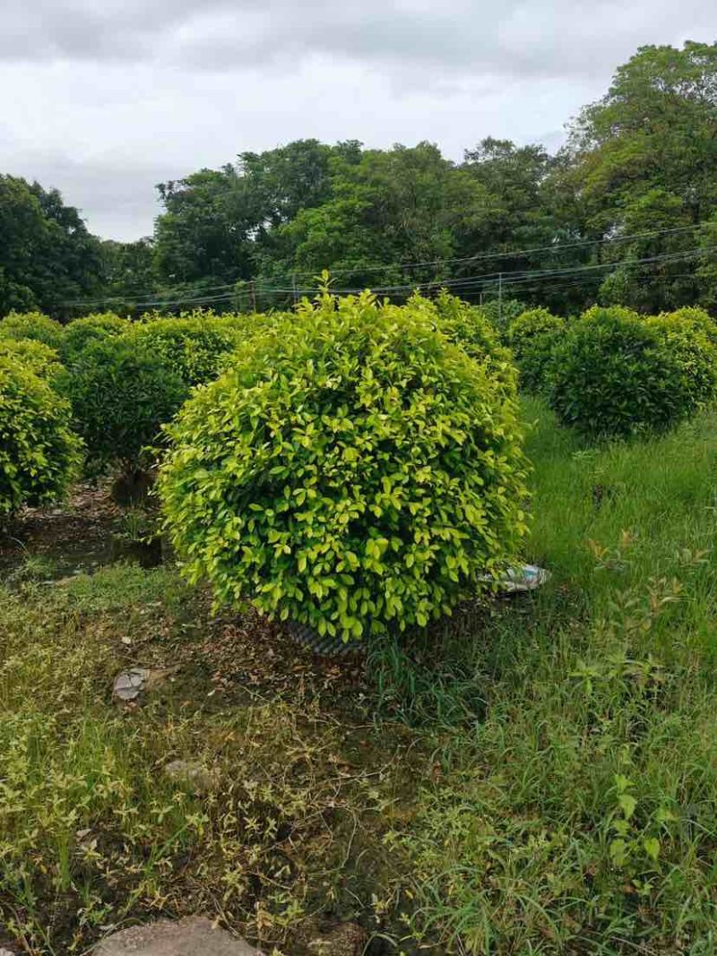 非洲茉莉球60至2米基地直发黄金榕60至2米基地直发