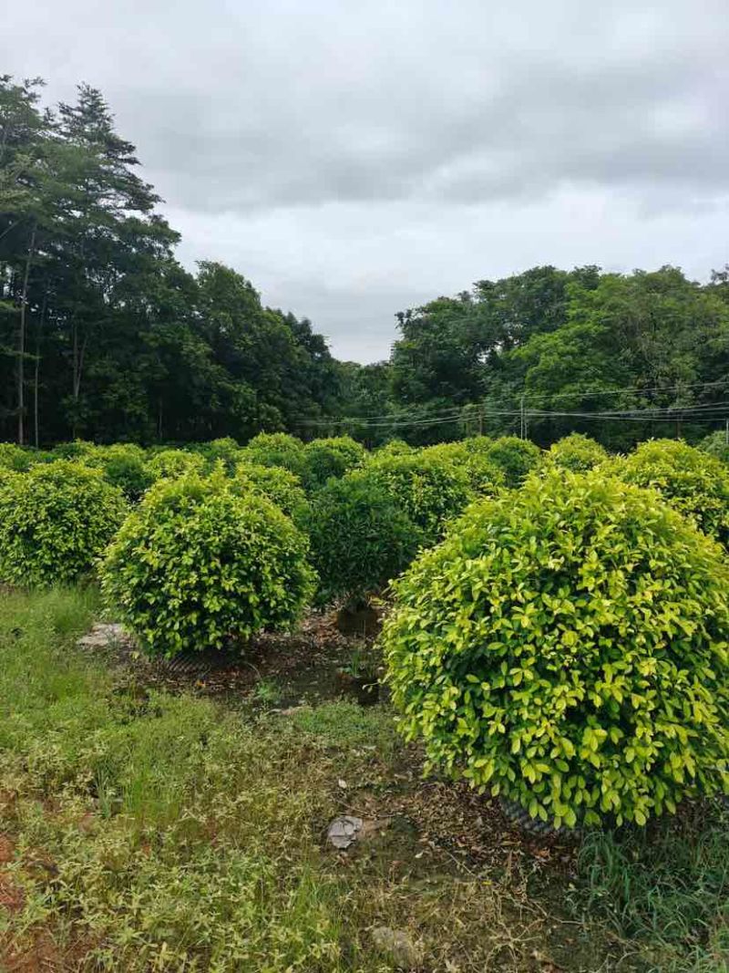 非洲茉莉球60至2米基地直发黄金榕60至2米基地直发