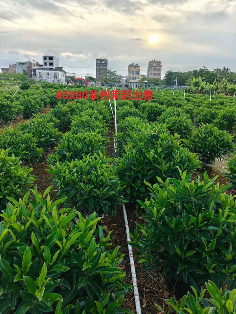 非洲茉莉球60至2米基地直发黄金榕60至2米基地直发
