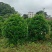 非洲茉莉球60至2米基地直发黄金榕60至2米基地直发