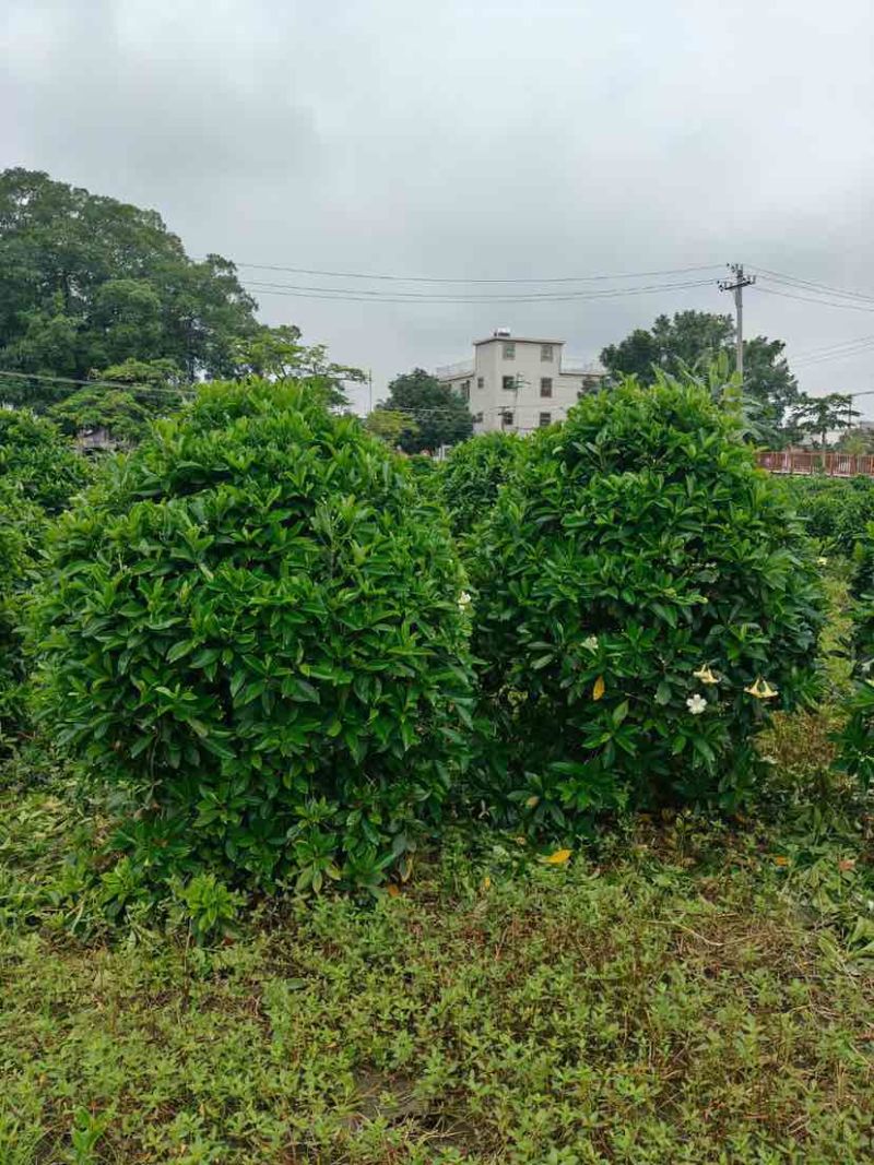 非洲茉莉球60至2米基地直发黄金榕60至2米基地直发