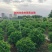 非洲茉莉球60至2米基地直发黄金榕60至2米基地直发