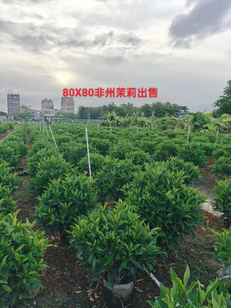 非洲茉莉球60至2米基地直发黄金榕60至2米基地直发