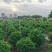 非洲茉莉球60至2米基地直发黄金榕60至2米基地直发