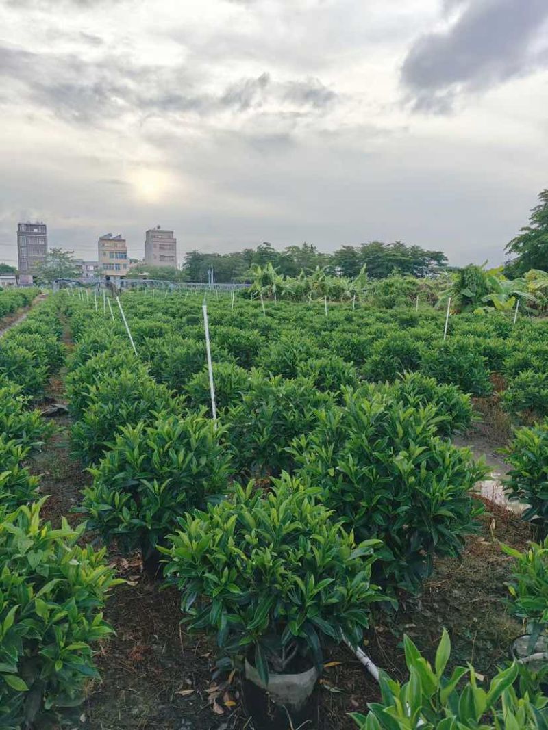 非洲茉莉球60至2米基地直发黄金榕60至2米基地直发