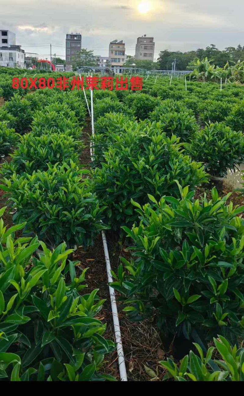 非洲茉莉球60至2米基地直发黄金榕60至2米基地直发