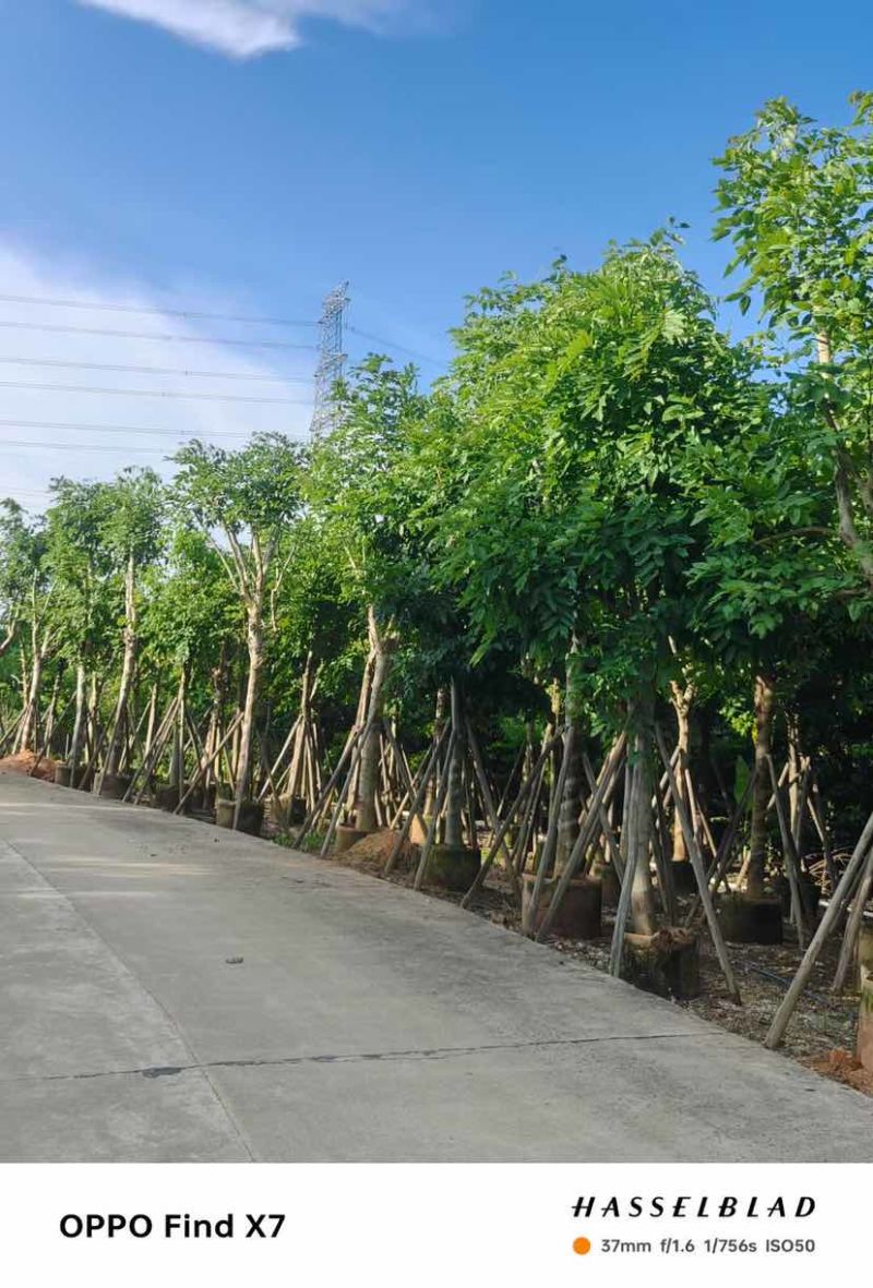 大骨架黄花腊肠树12～15公分基地直发大小规格齐全