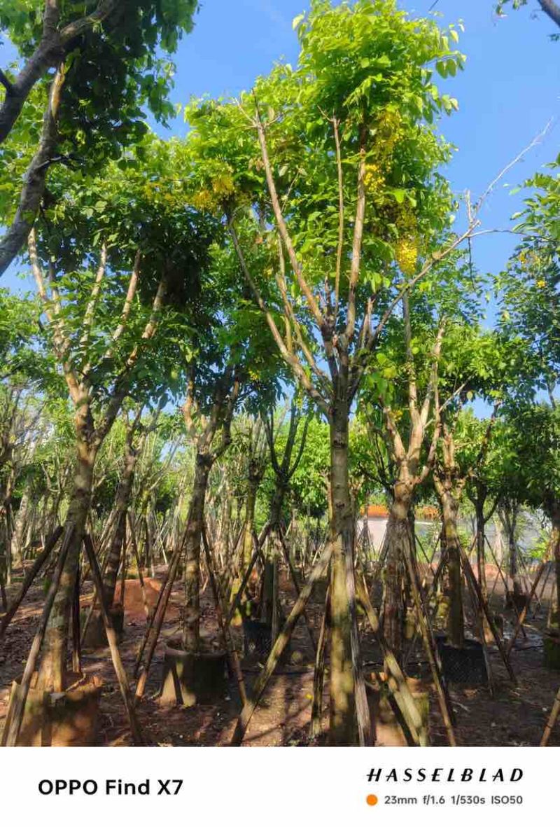 大骨架黄花腊肠树12～15公分基地直发大小规格齐全