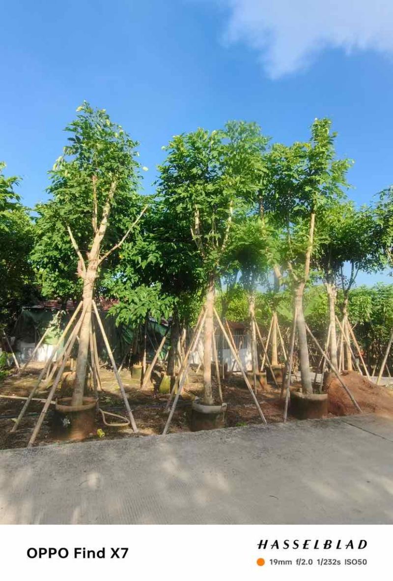 大骨架黄花腊肠树12～15公分基地直发大小规格齐全