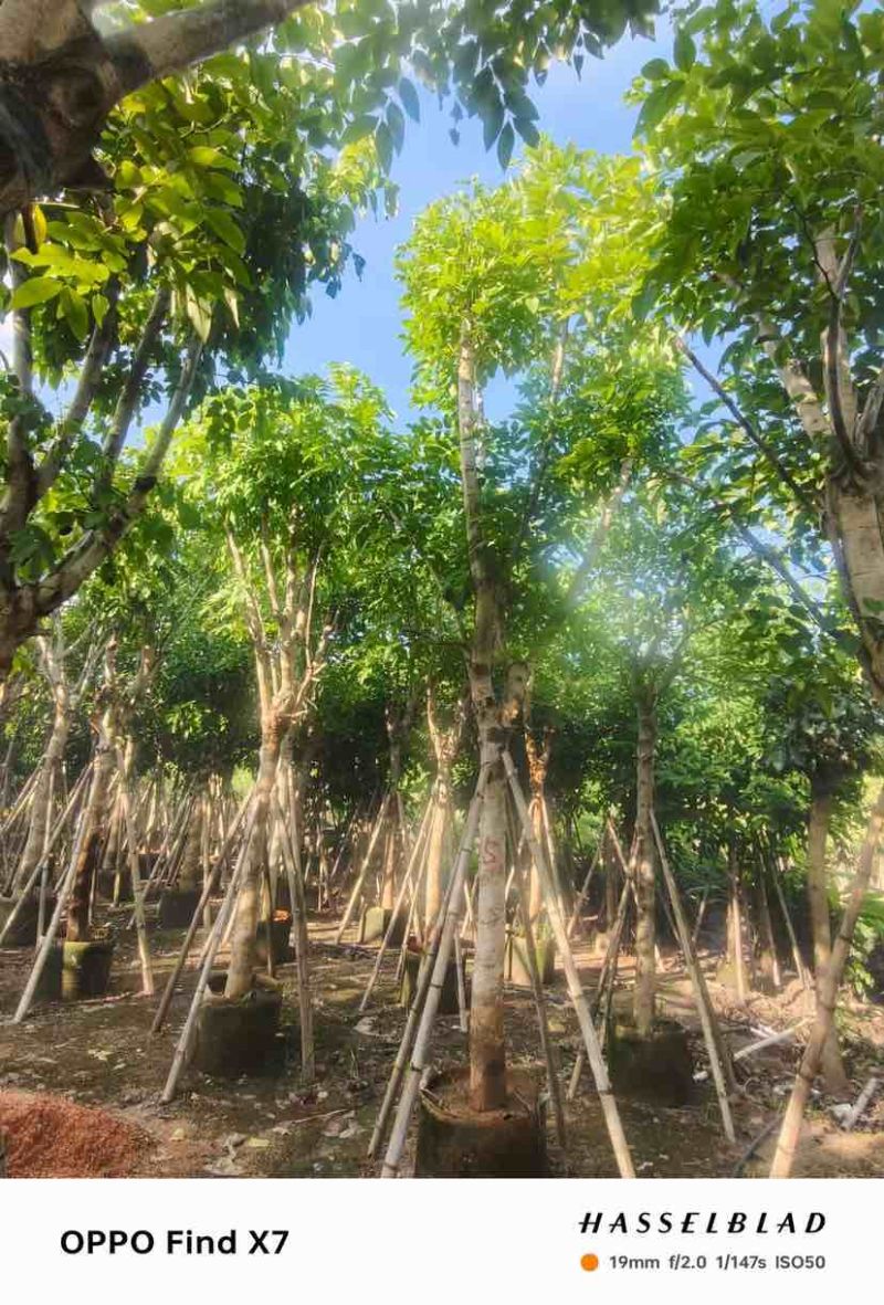 大骨架黄花腊肠树12～15公分基地直发大小规格齐全