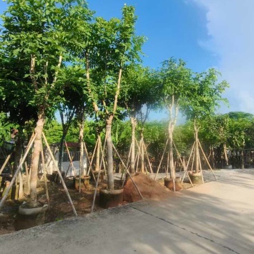 大骨架黄花腊肠树12～15公分基地直发大小规格齐全