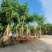 大骨架黄花腊肠树12～15公分基地直发大小规格齐全
