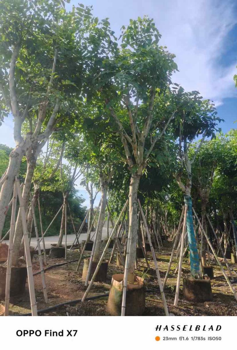 大骨架黄花腊肠树12～15公分基地直发大小规格齐全