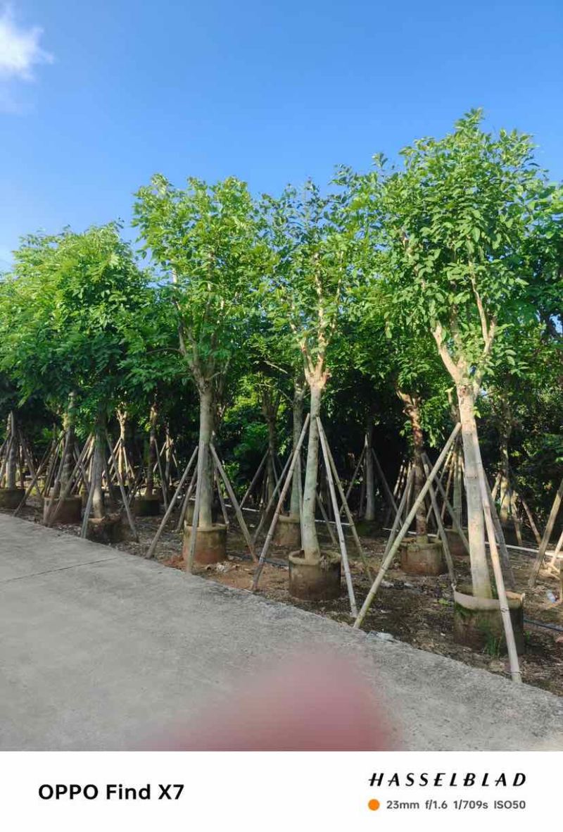 大骨架黄花腊肠树12～15公分基地直发大小规格齐全