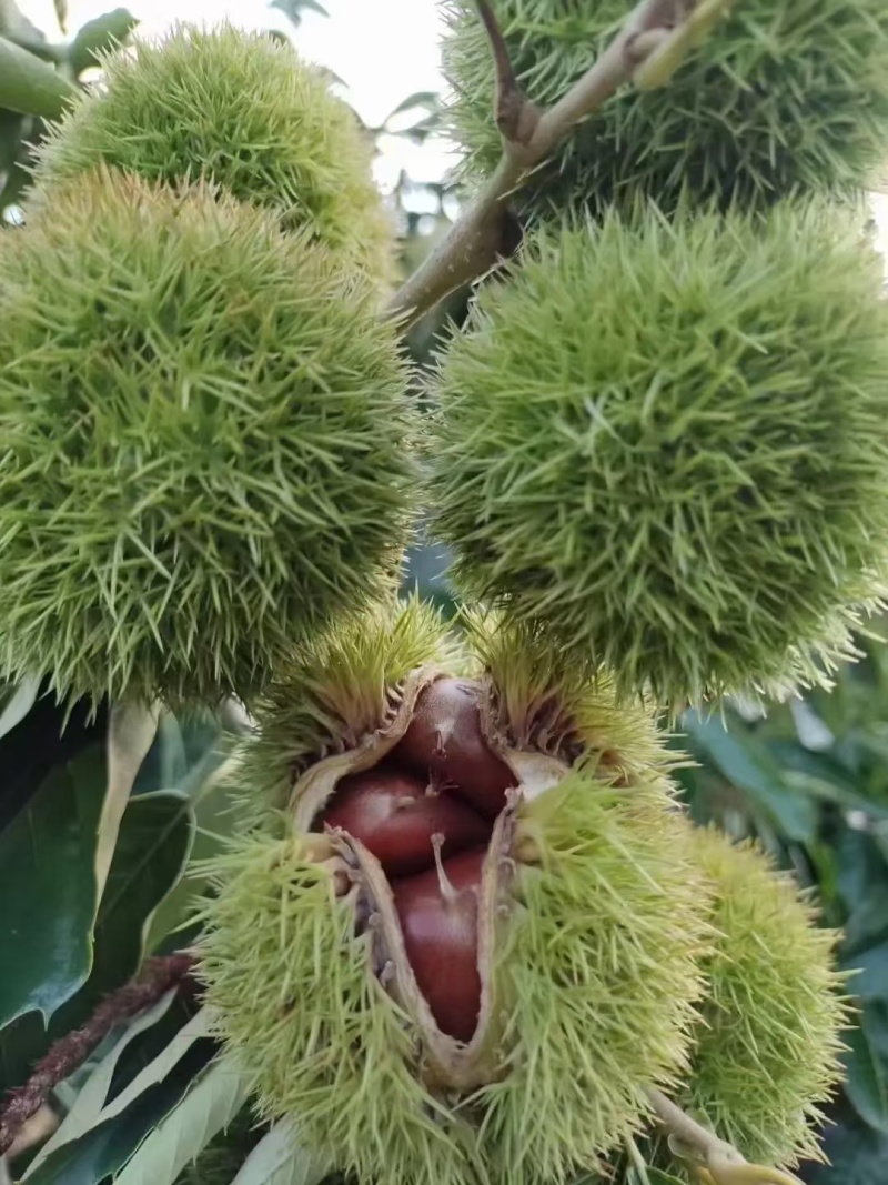 板栗