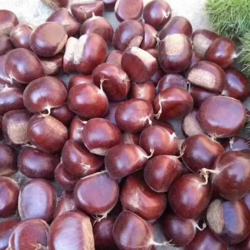 板栗