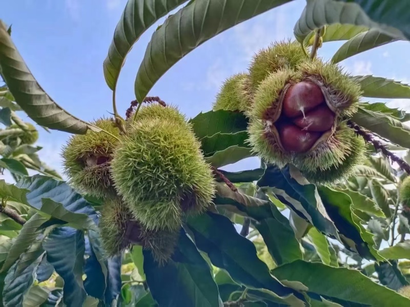 板栗
