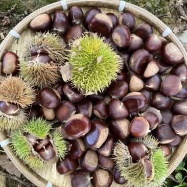 板栗