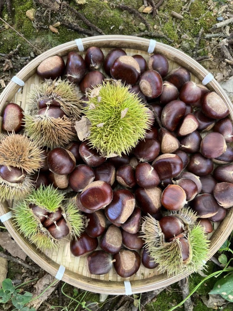 板栗