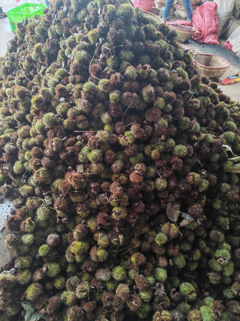 板栗
